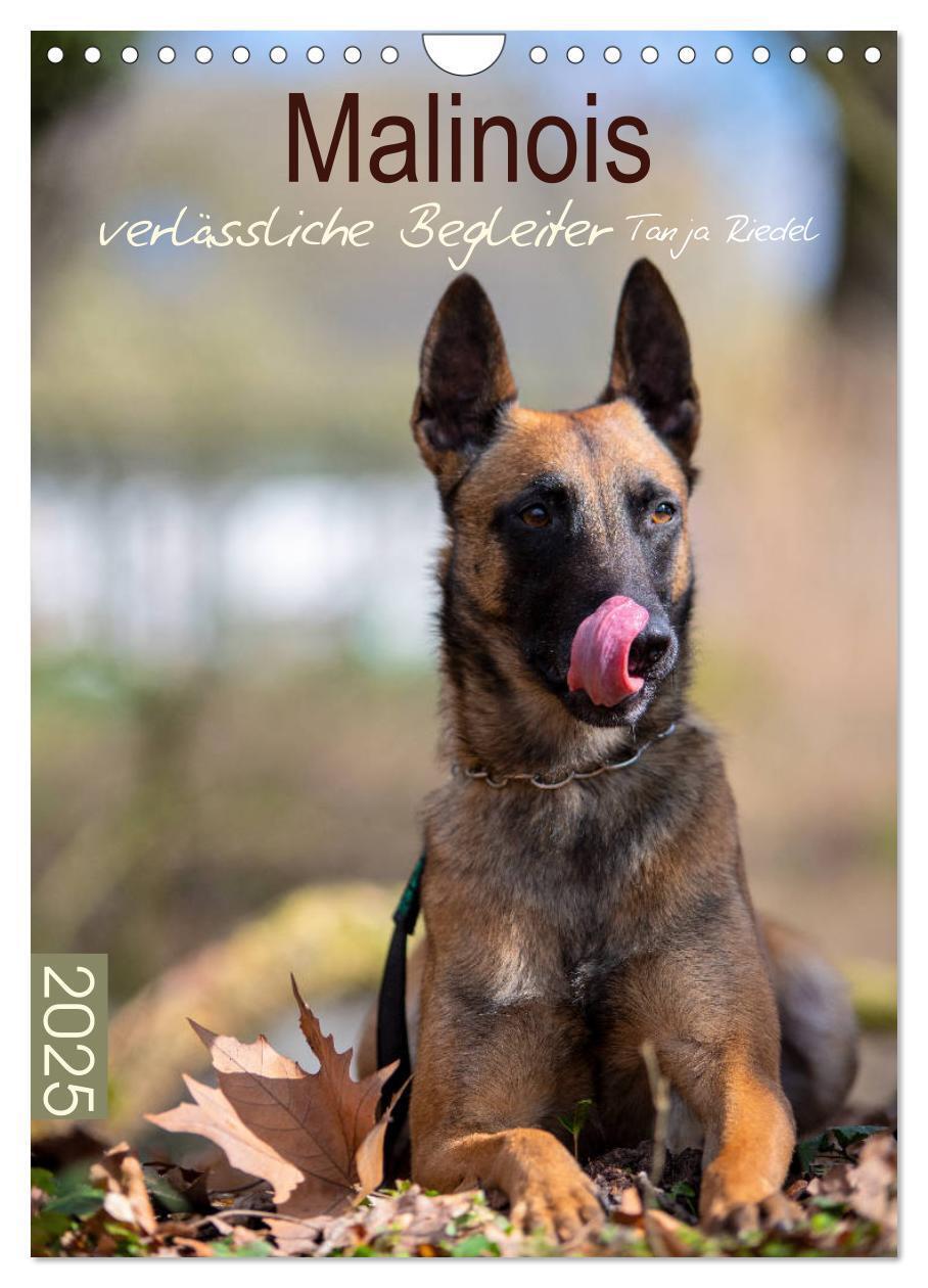 Cover: 9783435947447 | Malinois verlässliche Begleiter (Wandkalender 2025 DIN A4 hoch),...