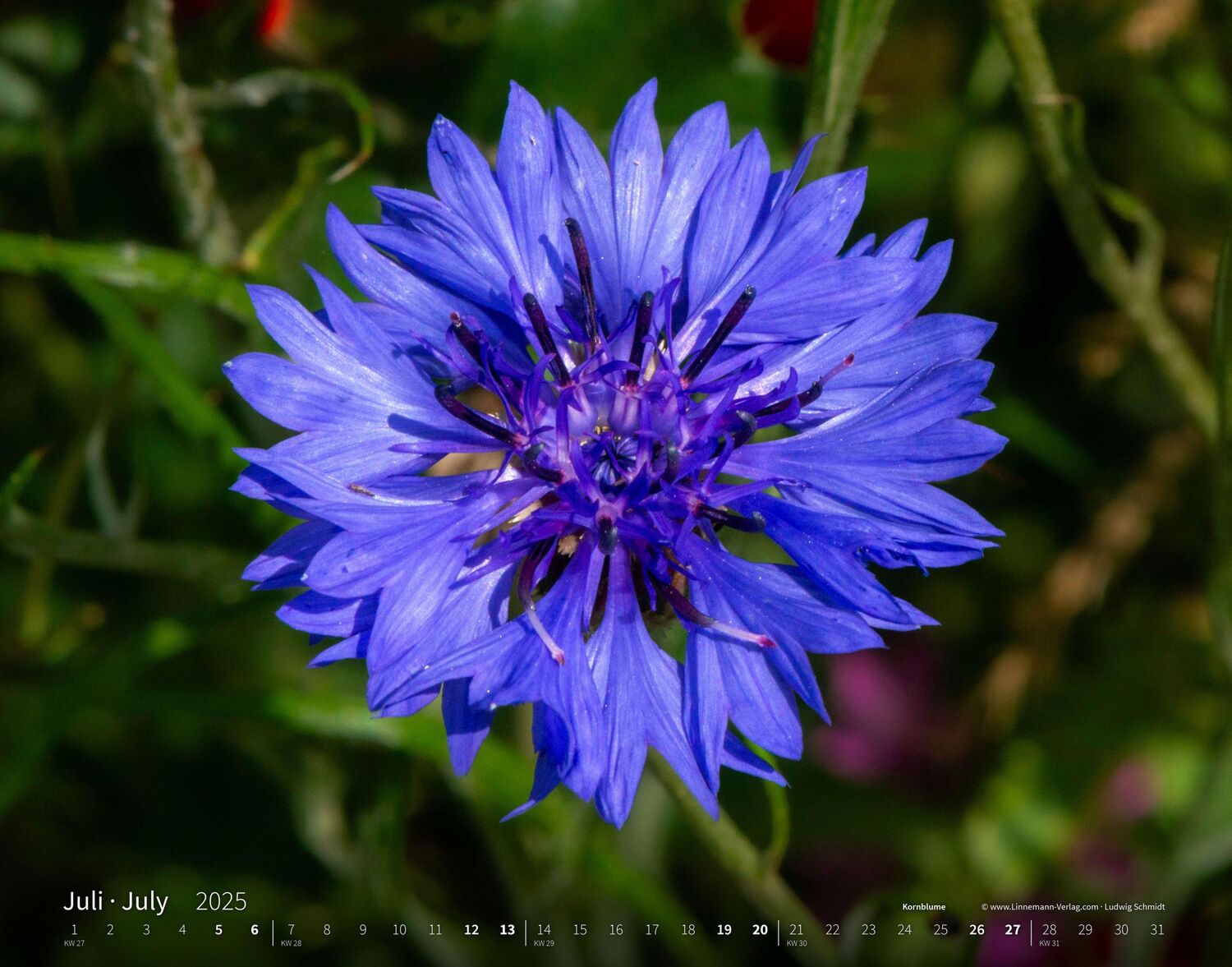 Bild: 9783862923403 | Wildblumen 2025 Großformat-Kalender 58 x 45,5 cm | Wildflowers 2025