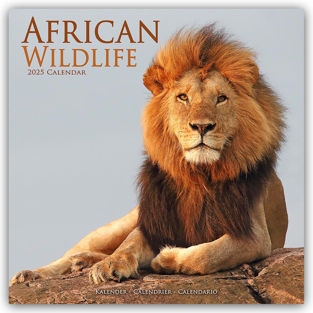 Cover: 9781804604168 | African Wildlife - Afrikanische Tierwelt 2025 - 16-Monatskalender