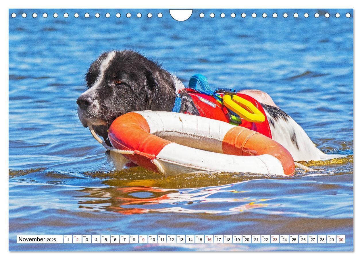 Bild: 9783435306251 | Landseer - Ein starker Freund auf 4 Pfoten (Wandkalender 2025 DIN...