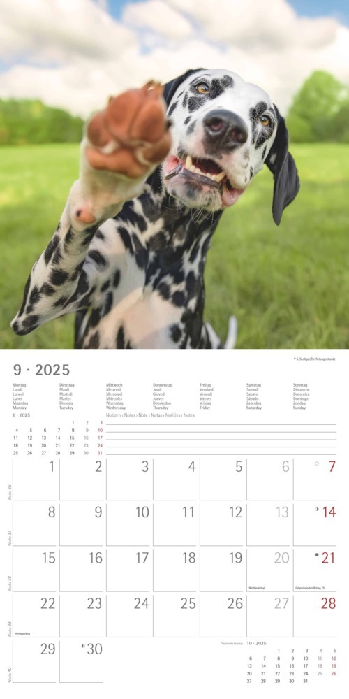 Bild: 4251732340810 | Alpha Edition - Funny Dogs 2025 Broschürenkalender, 30x30cm,...