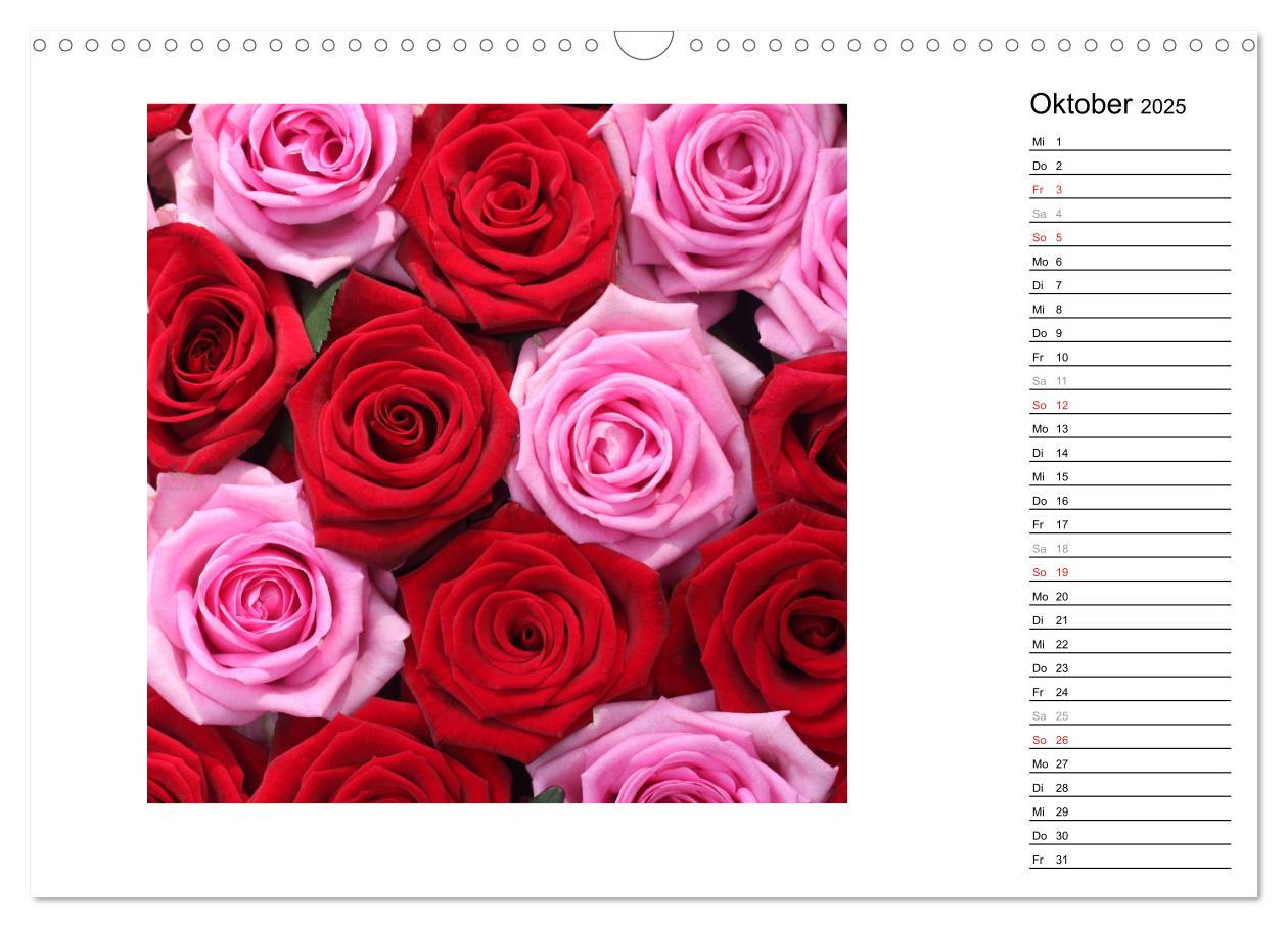 Bild: 9783435467761 | Die vielen Gesichter der Rosen (Wandkalender 2025 DIN A3 quer),...