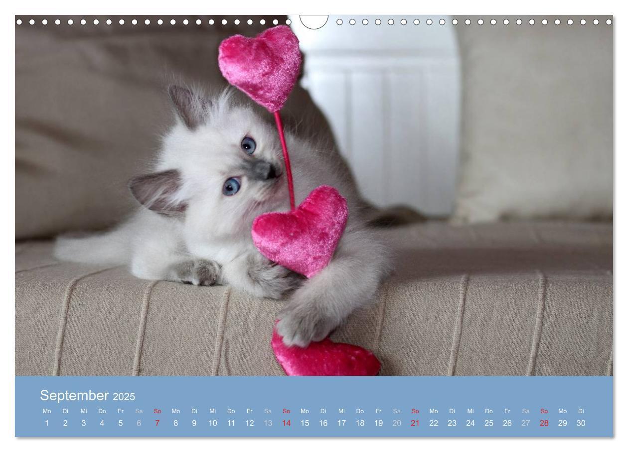 Bild: 9783435745548 | Engel auf 4 Pfoten - Ragdolls 2025 (Wandkalender 2025 DIN A3 quer),...