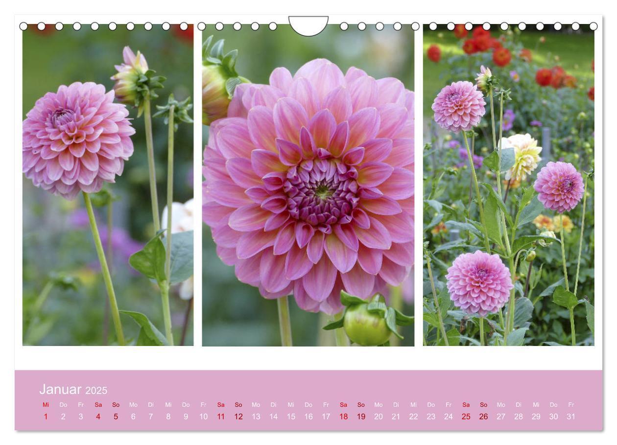 Bild: 9783435376674 | Dahlien-Triplets (Wandkalender 2025 DIN A4 quer), CALVENDO...