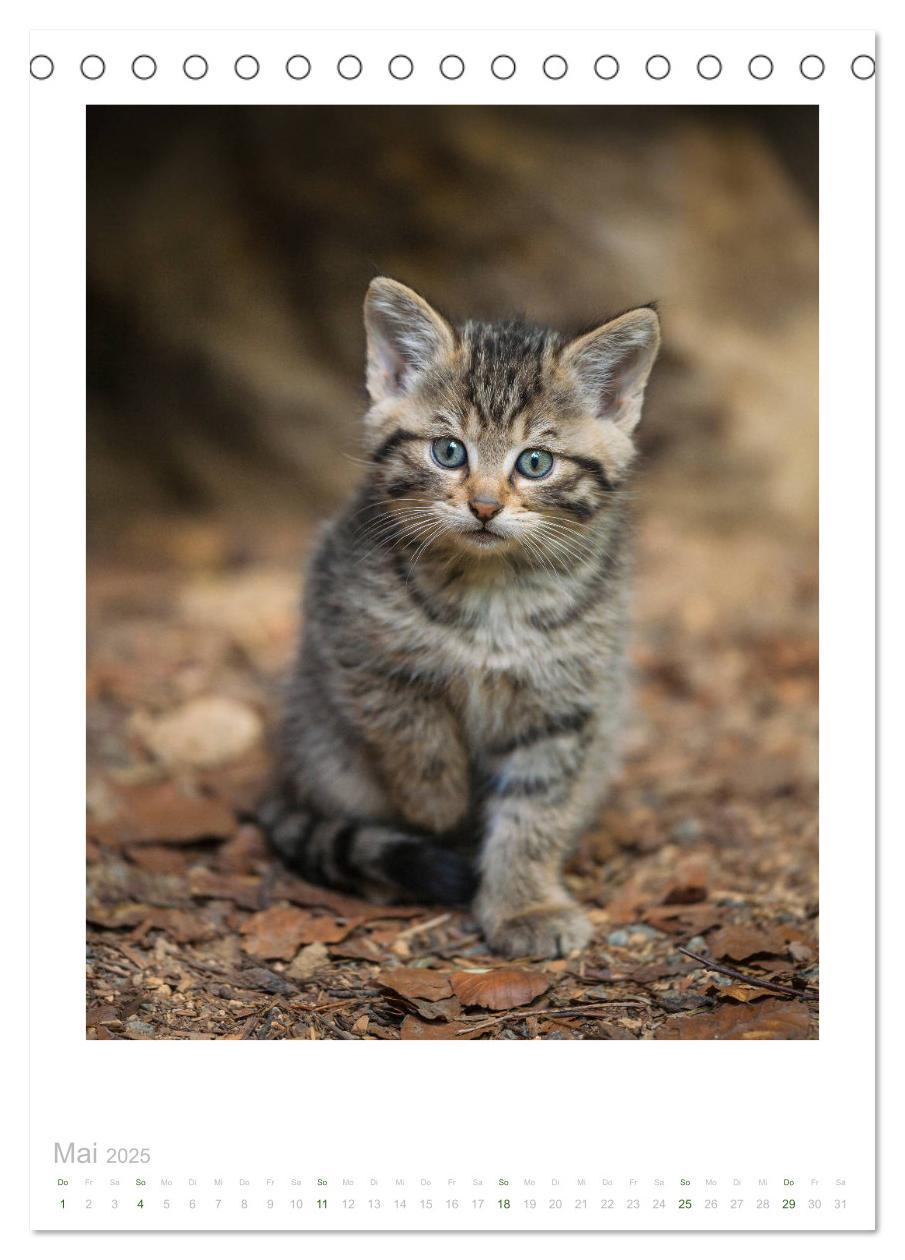 Bild: 9783435953240 | Wildkatzen - Kleine Samtpfoten des Waldes (Tischkalender 2025 DIN...