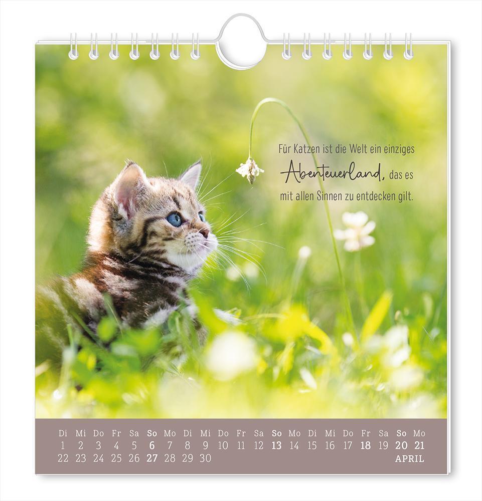 Bild: 9783986361150 | Postkartenkalender 2025 Auf leisen Pfoten | Postkartenkalender | 12 S.