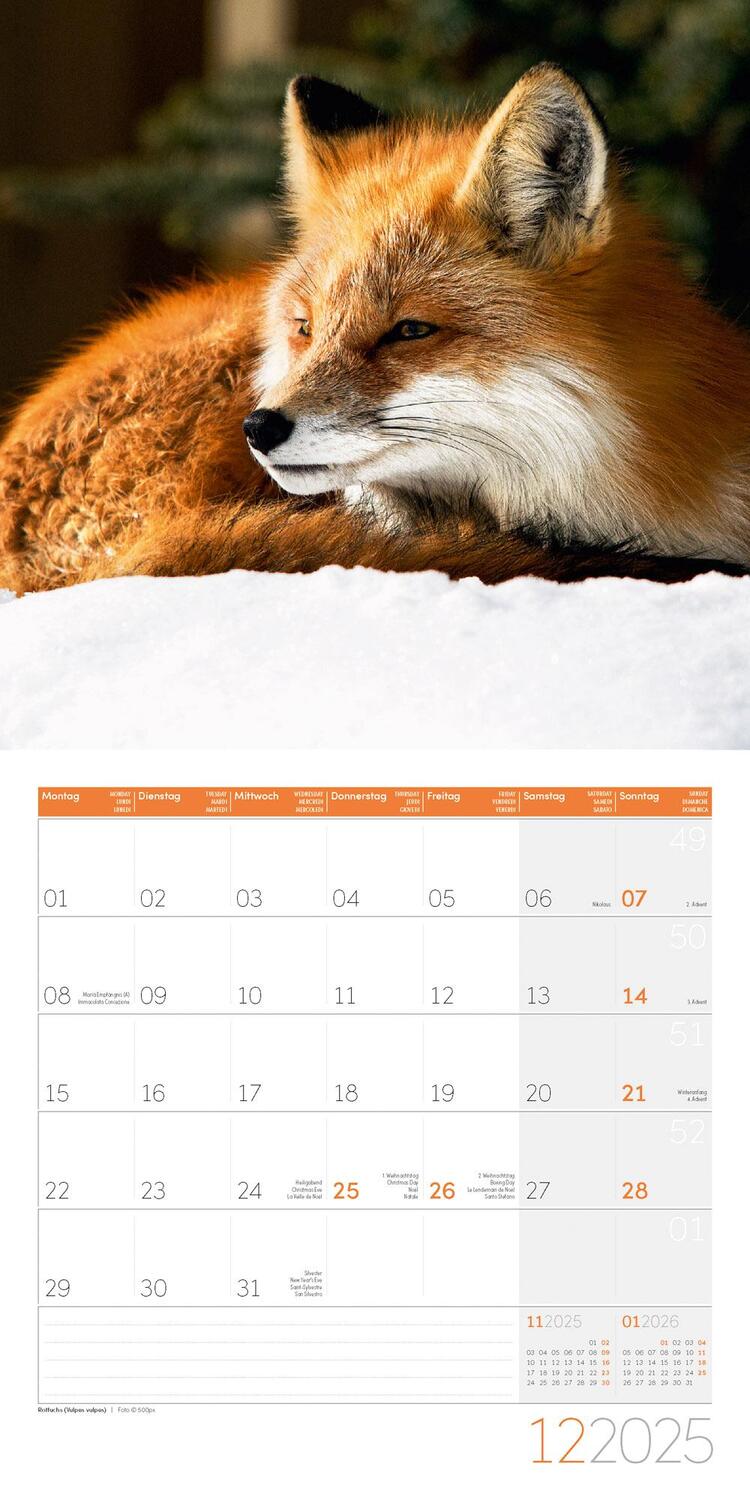 Bild: 9783838445267 | Heimische Wildtiere Kalender 2025 - 30x30 | Ackermann Kunstverlag