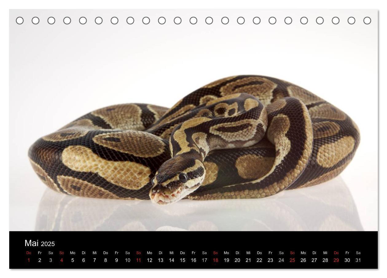 Bild: 9783435826315 | Reptilien &amp; Co. (Tischkalender 2025 DIN A5 quer), CALVENDO...