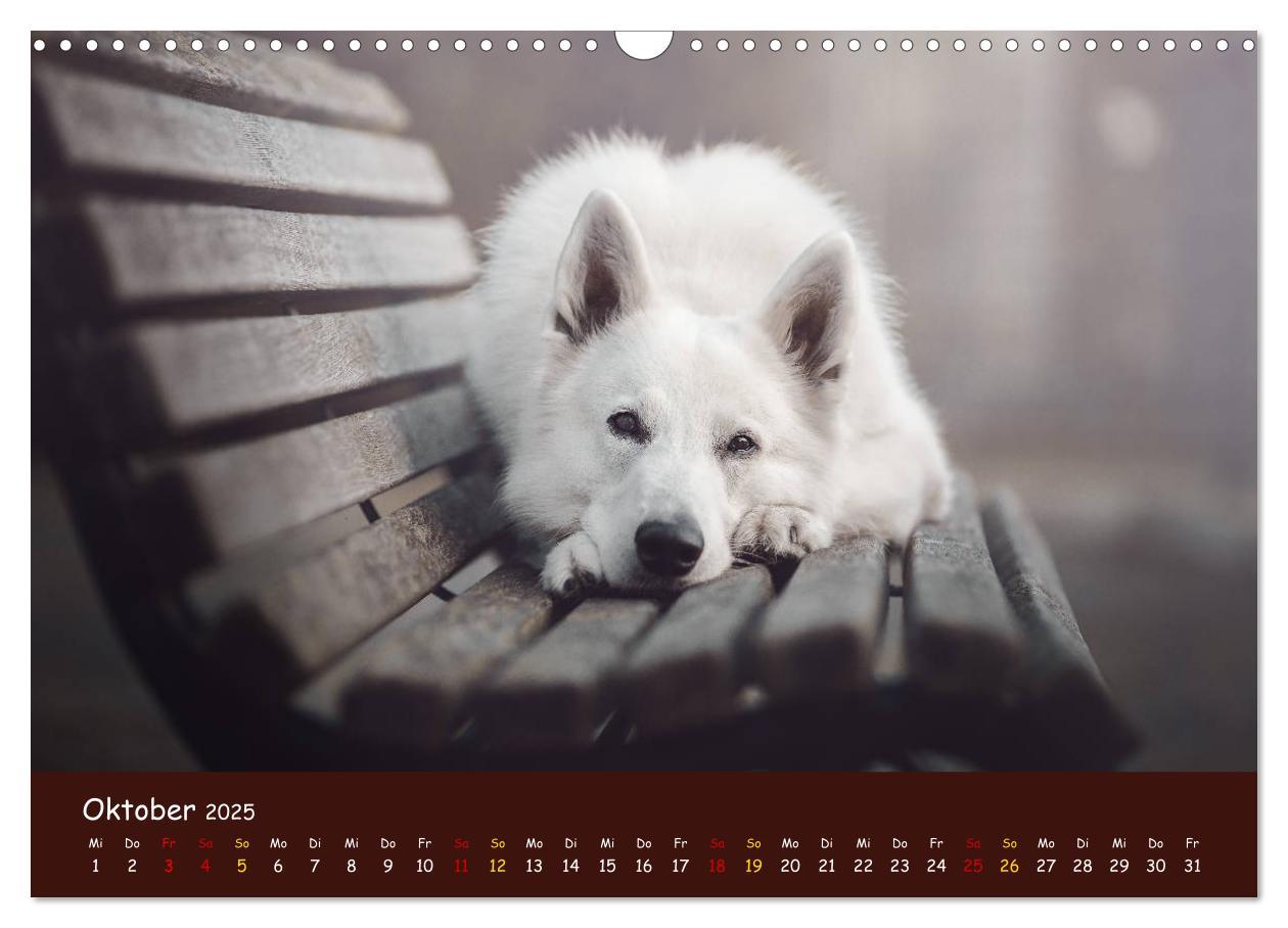 Bild: 9783435350988 | Schäferhunde und Ihre Vielfalt (Wandkalender 2025 DIN A3 quer),...