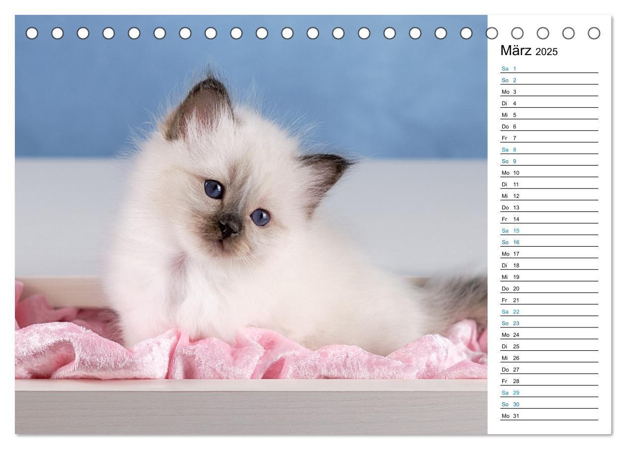 Bild: 9783383959745 | Heilige Birma Kitten mit Planer (Tischkalender 2025 DIN A5 quer),...