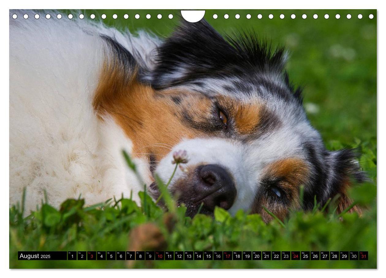 Bild: 9783435571451 | Bekannt wie ein bunter Hund. Australian Shepherd (Wandkalender 2025...