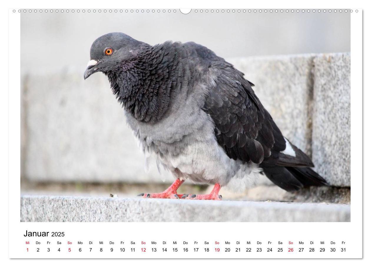 Bild: 9783435755899 | Geliebte Tauben (Wandkalender 2025 DIN A2 quer), CALVENDO...