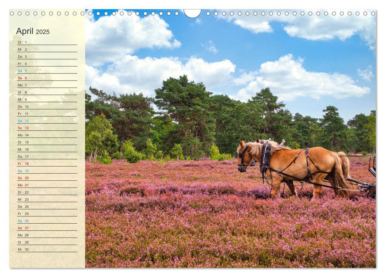 Bild: 9783435091645 | Die Heideblüte (Wandkalender 2025 DIN A3 quer), CALVENDO...