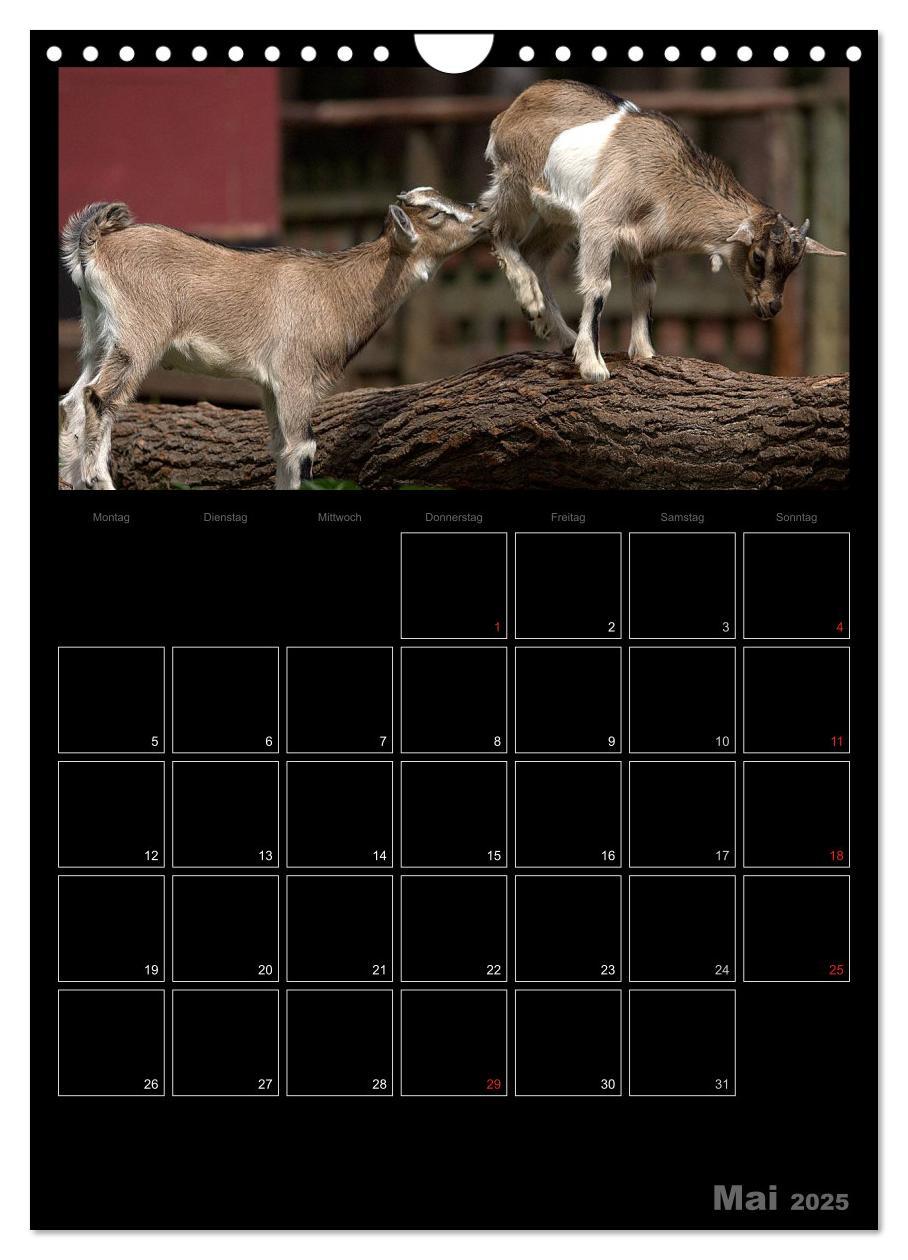 Bild: 9783457080832 | Zwergziegen (Wandkalender 2025 DIN A4 hoch), CALVENDO Monatskalender