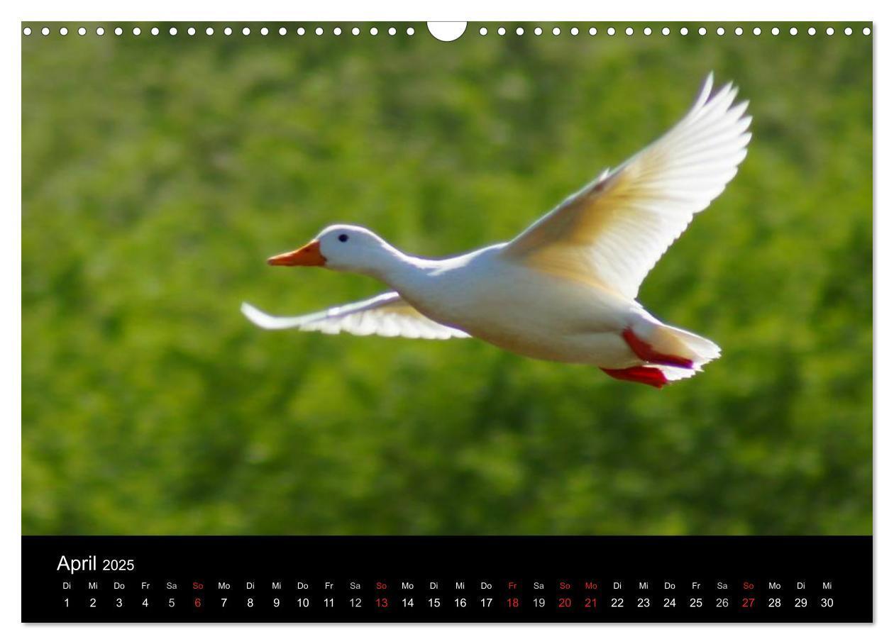 Bild: 9783435840526 | Das Leben der Enten (Wandkalender 2025 DIN A3 quer), CALVENDO...