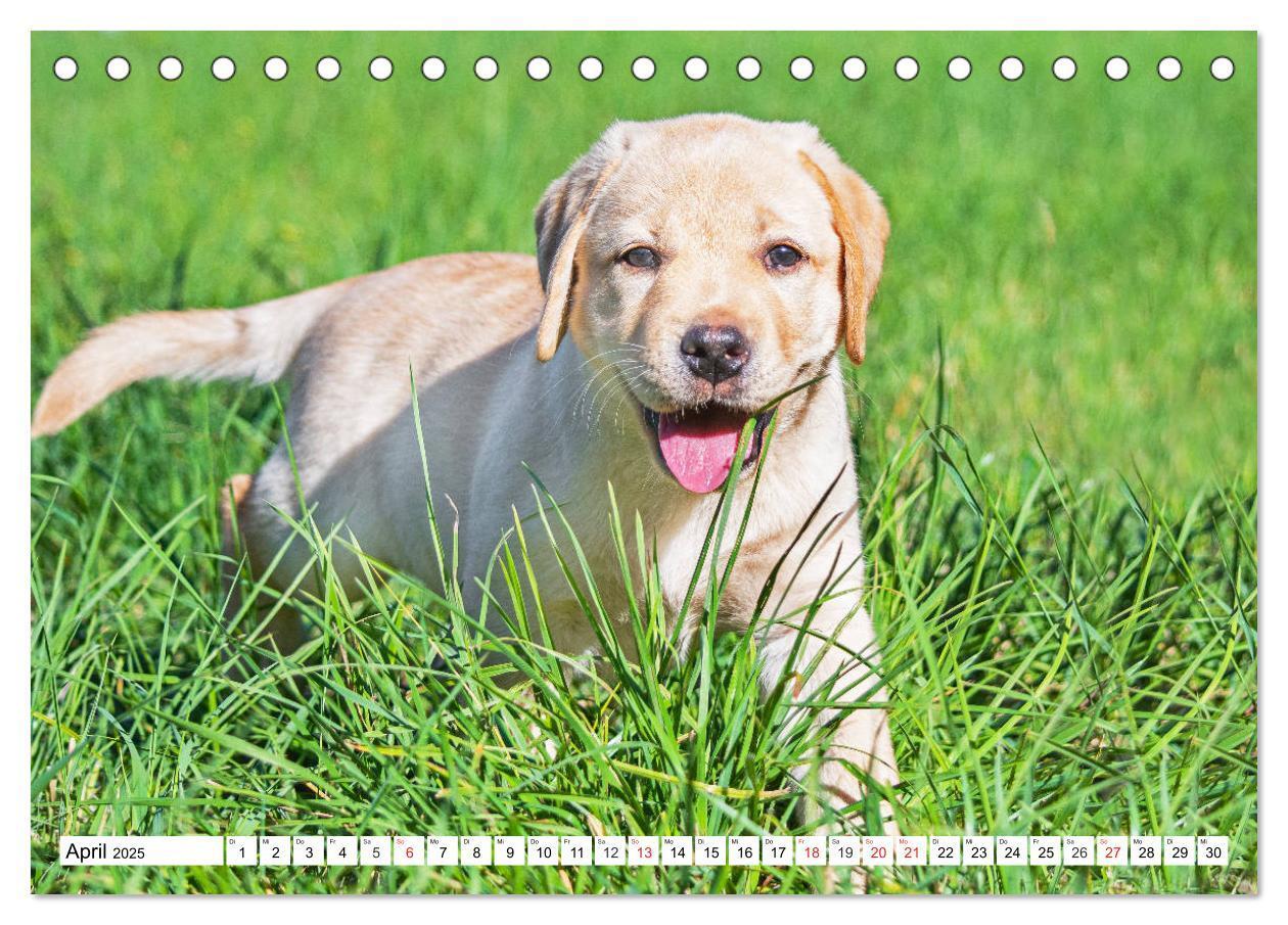 Bild: 9783435210121 | Labrador Retriever Welpen - Kleine Weltentdecker (Tischkalender...