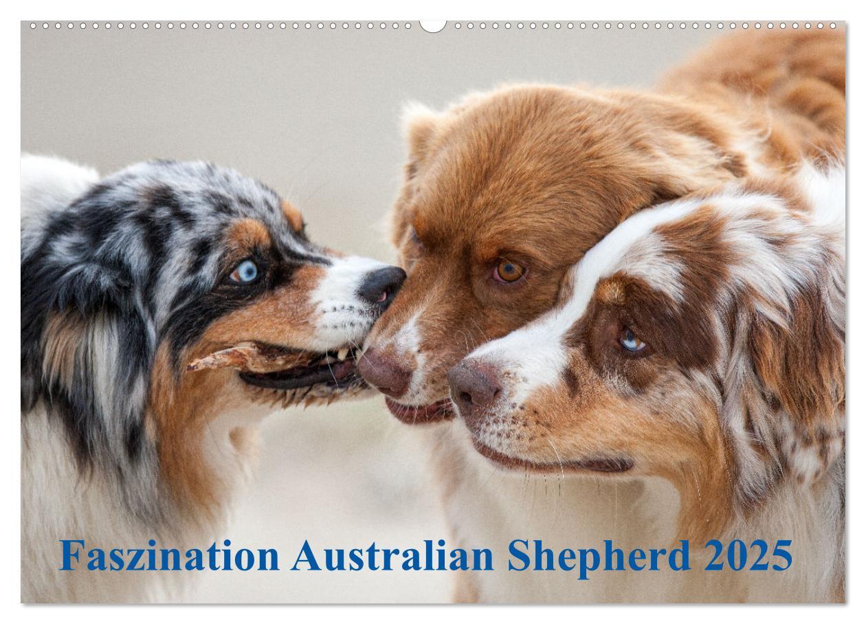 Cover: 9783435672189 | Australian Shepherd 2025 (Wandkalender 2025 DIN A2 quer), CALVENDO...