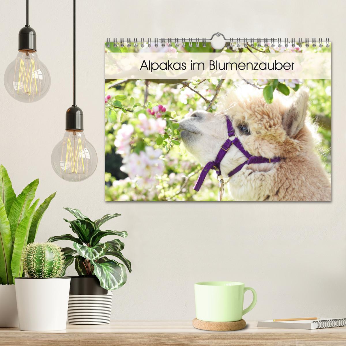 Bild: 9783435301652 | Alpakas im Blumenzauber (Wandkalender 2025 DIN A4 quer), CALVENDO...