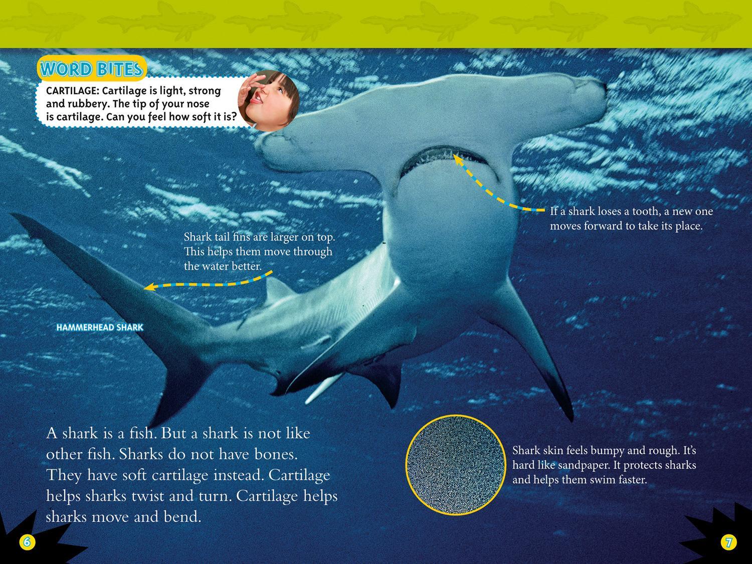 Bild: 9780008266776 | Sharks | Level 3 | Anne Schreiber (u. a.) | Taschenbuch | Englisch