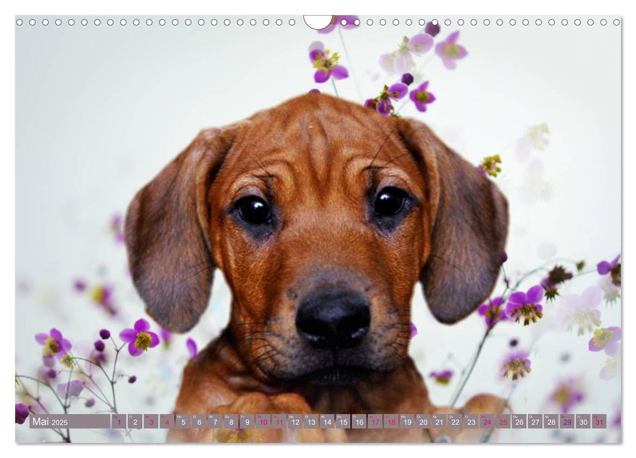 Bild: 9783435264797 | Rhodesian Ridgeback Augen-Blicke (Wandkalender 2025 DIN A3 quer),...