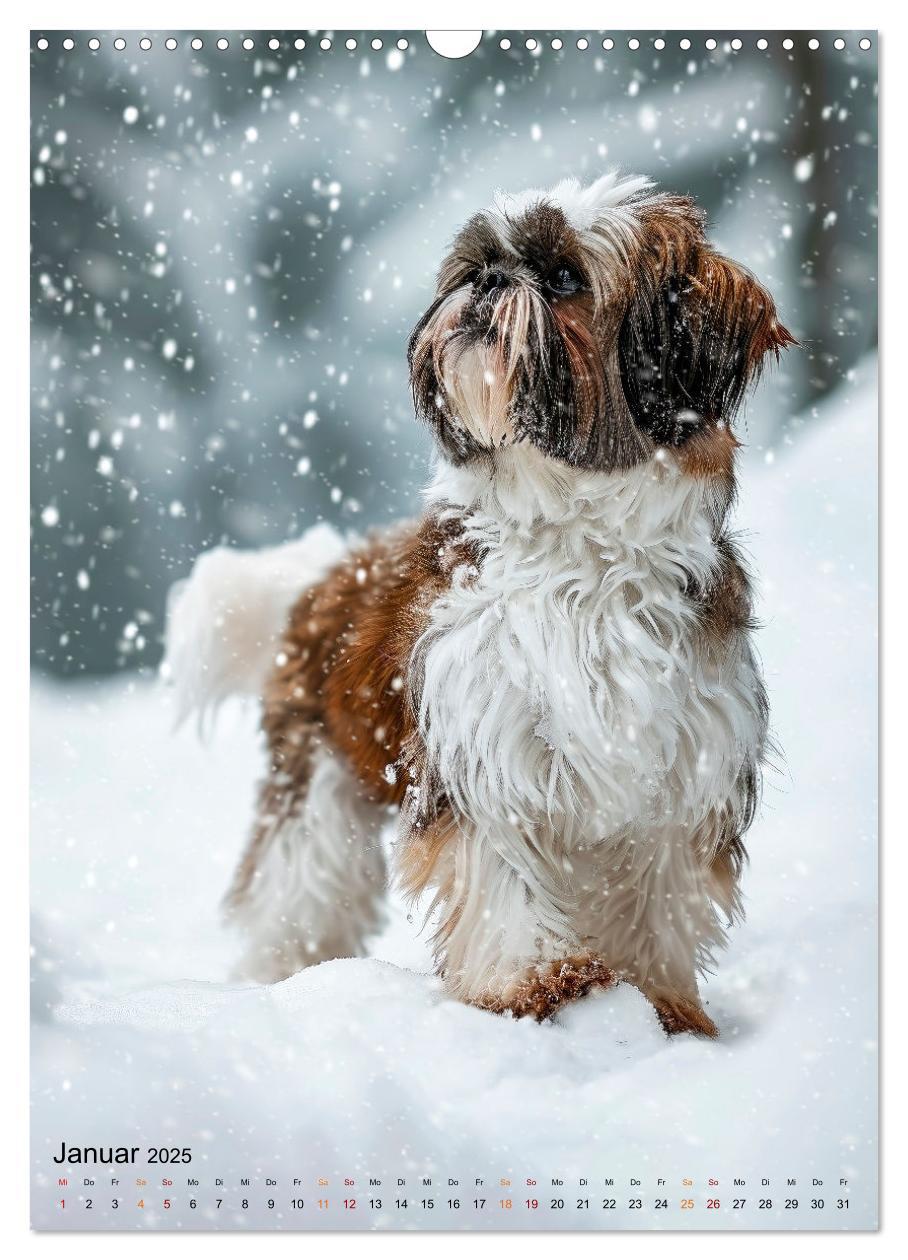 Bild: 9783383765384 | Shih Tzu - immer im Mittelpunkt (Wandkalender 2025 DIN A3 hoch),...