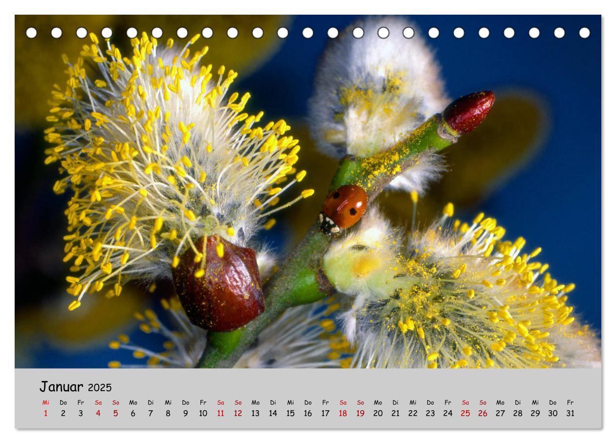 Bild: 9783435227211 | Blumen überall, zur Freude Menschen (Tischkalender 2025 DIN A5...