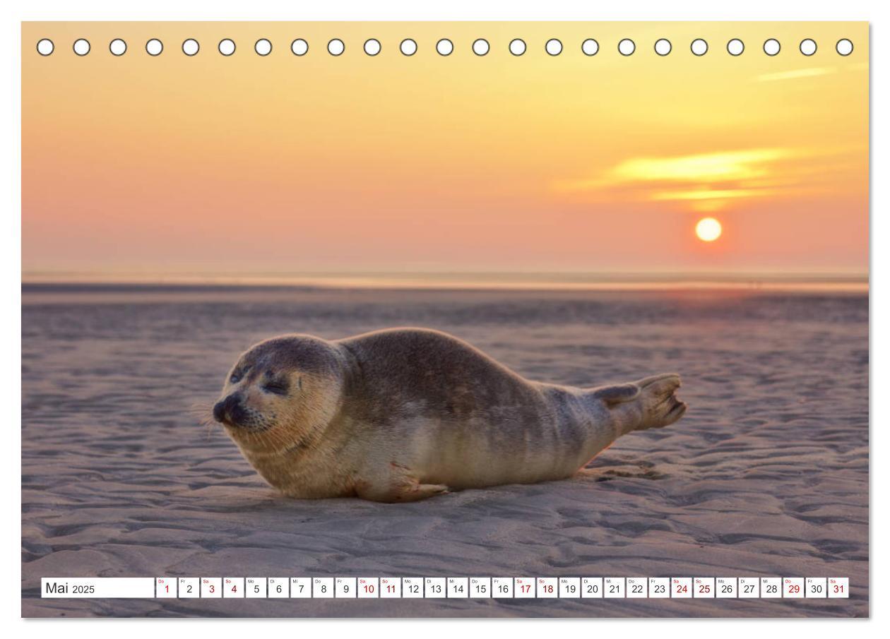 Bild: 9783435448968 | ST. PETER ORDING Strand und Meer (Tischkalender 2025 DIN A5 quer),...