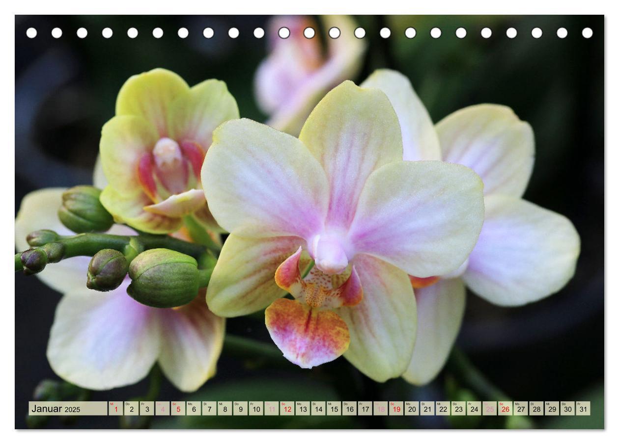 Bild: 9783383765131 | Beliebte Orchideen (Tischkalender 2025 DIN A5 quer), CALVENDO...