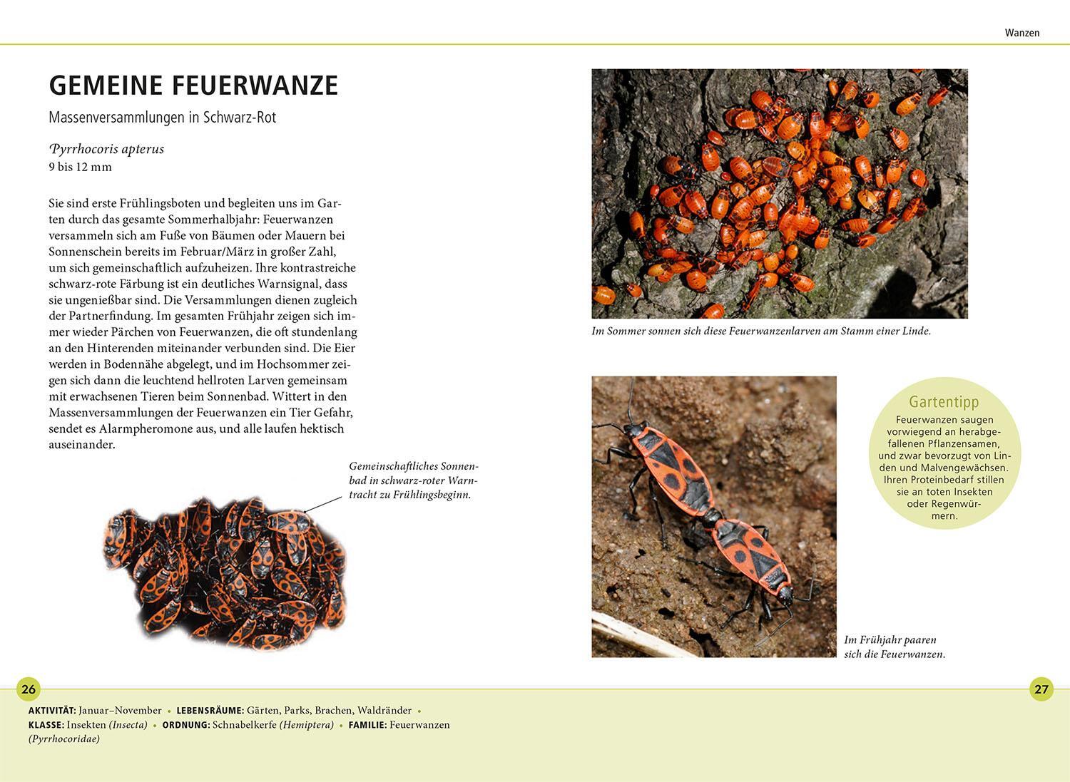 Bild: 9783440177761 | Gartentiere lebensgroß | Hannes Petrischak | Taschenbuch | 112 S.