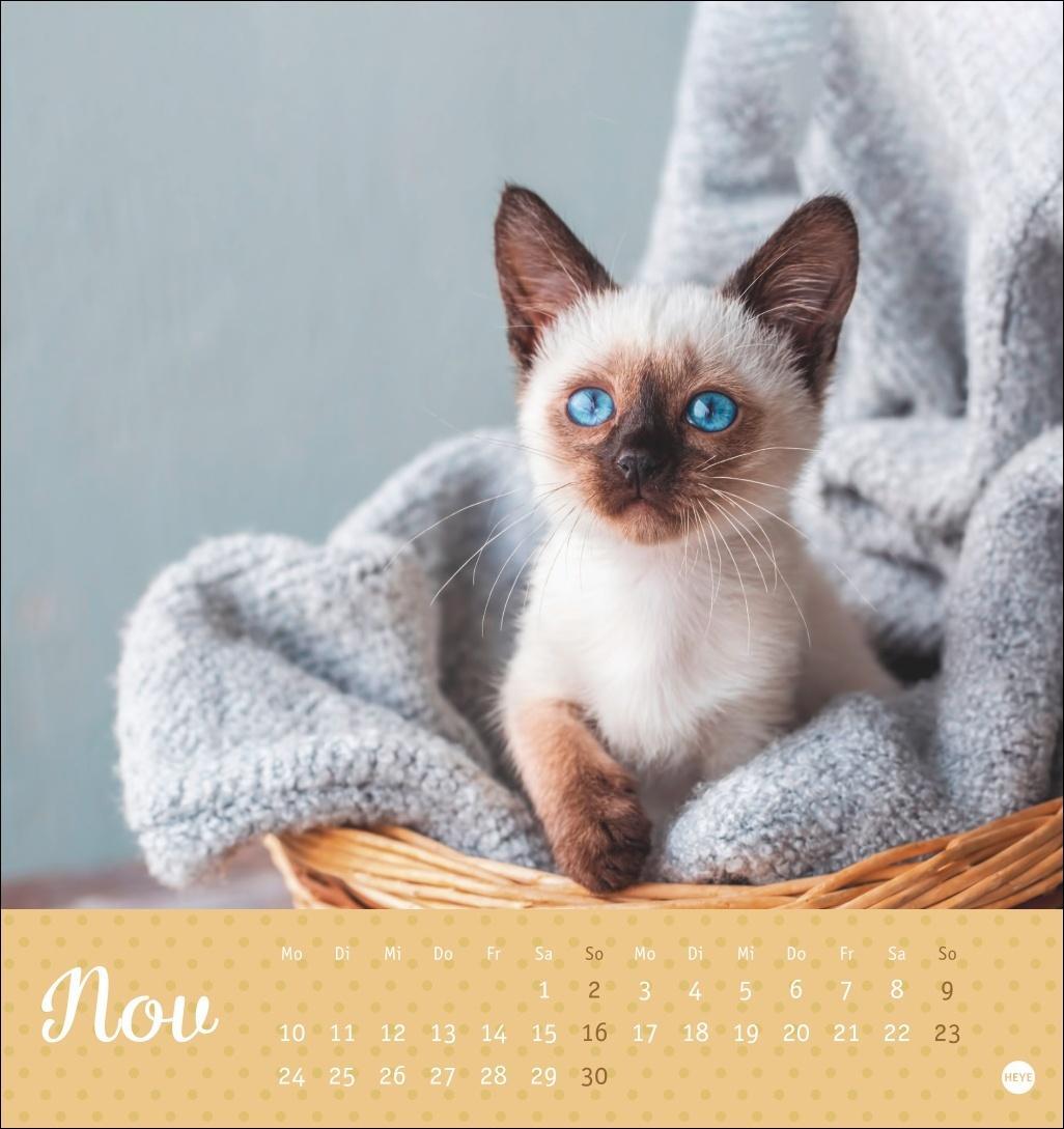 Bild: 9783756407026 | Katzen Postkartenkalender Kleine Tiger 2025 | Heye | Kalender | 13 S.