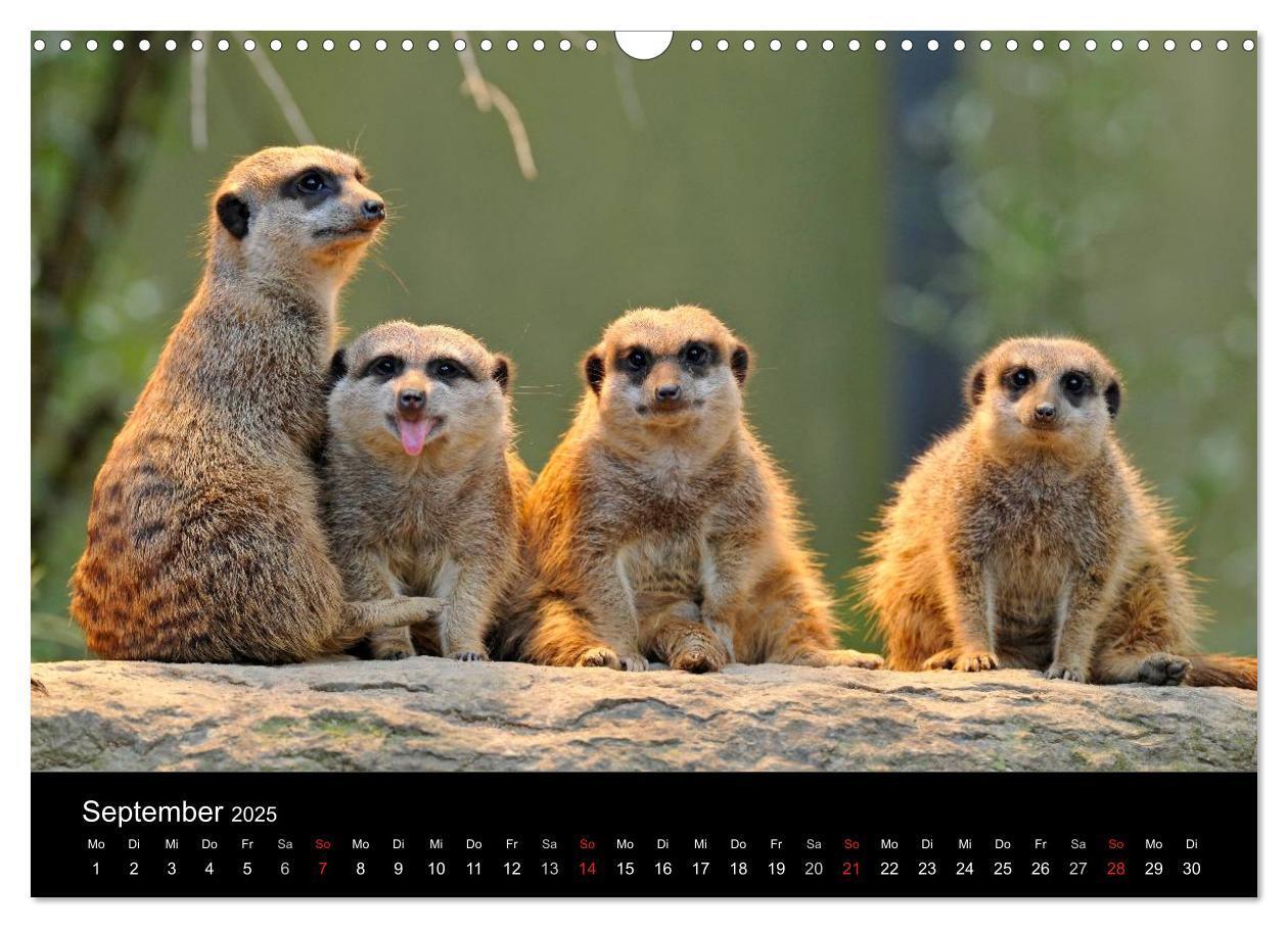 Bild: 9783435835799 | Erdmännchen - Tierkinder (Wandkalender 2025 DIN A3 quer), CALVENDO...