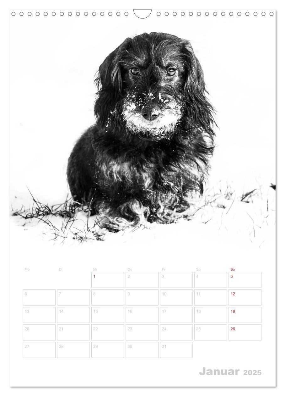 Bild: 9783457014097 | Der Dackel - mein kleiner Freund (Wandkalender 2025 DIN A3 hoch),...