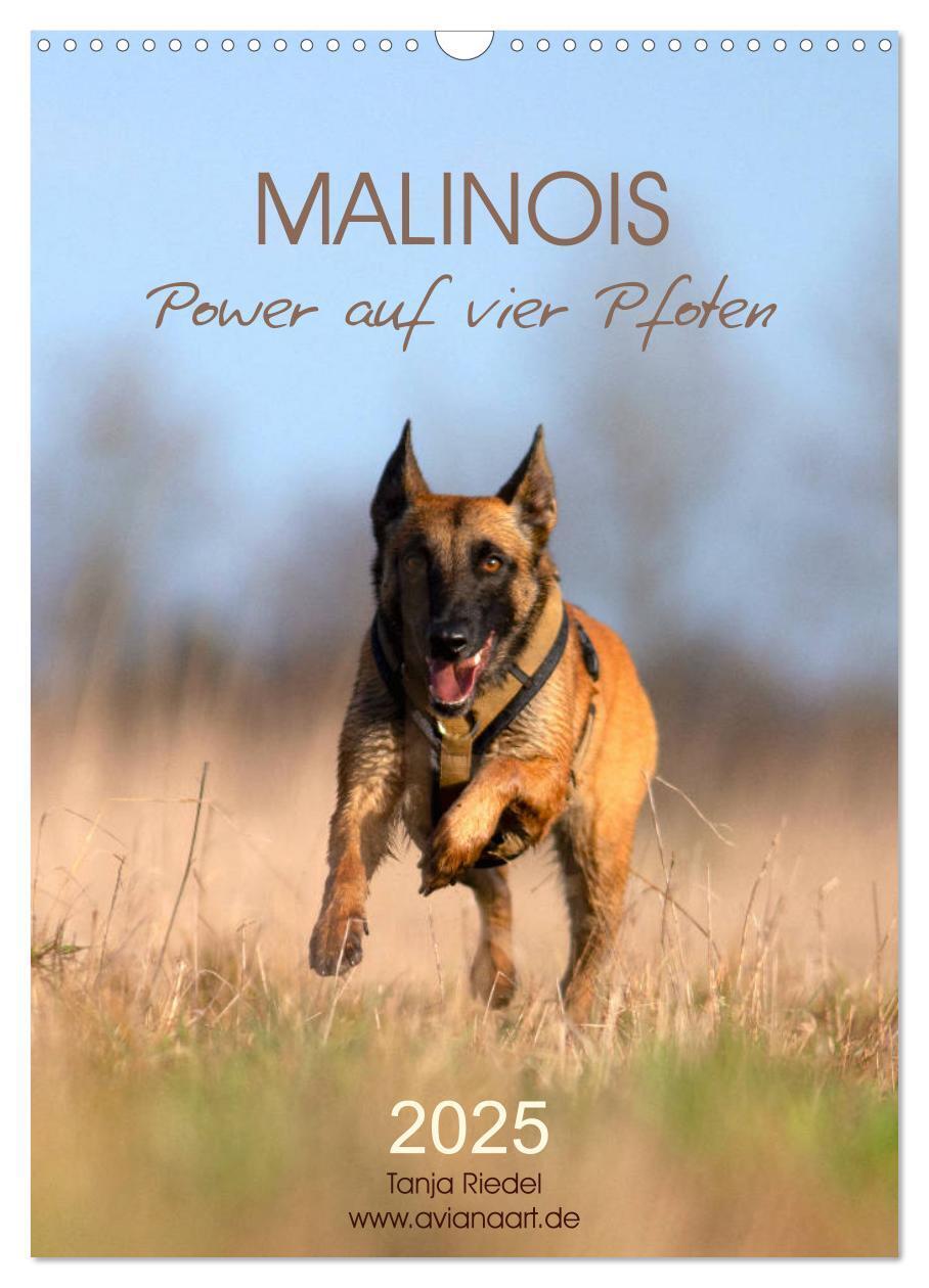 Cover: 9783435947850 | Malinois Power auf vier Pfoten (Wandkalender 2025 DIN A3 hoch),...