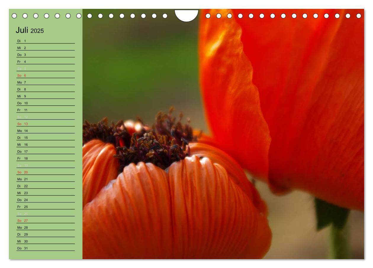 Bild: 9783435842339 | Mohnblumen Träume (Wandkalender 2025 DIN A4 quer), CALVENDO...