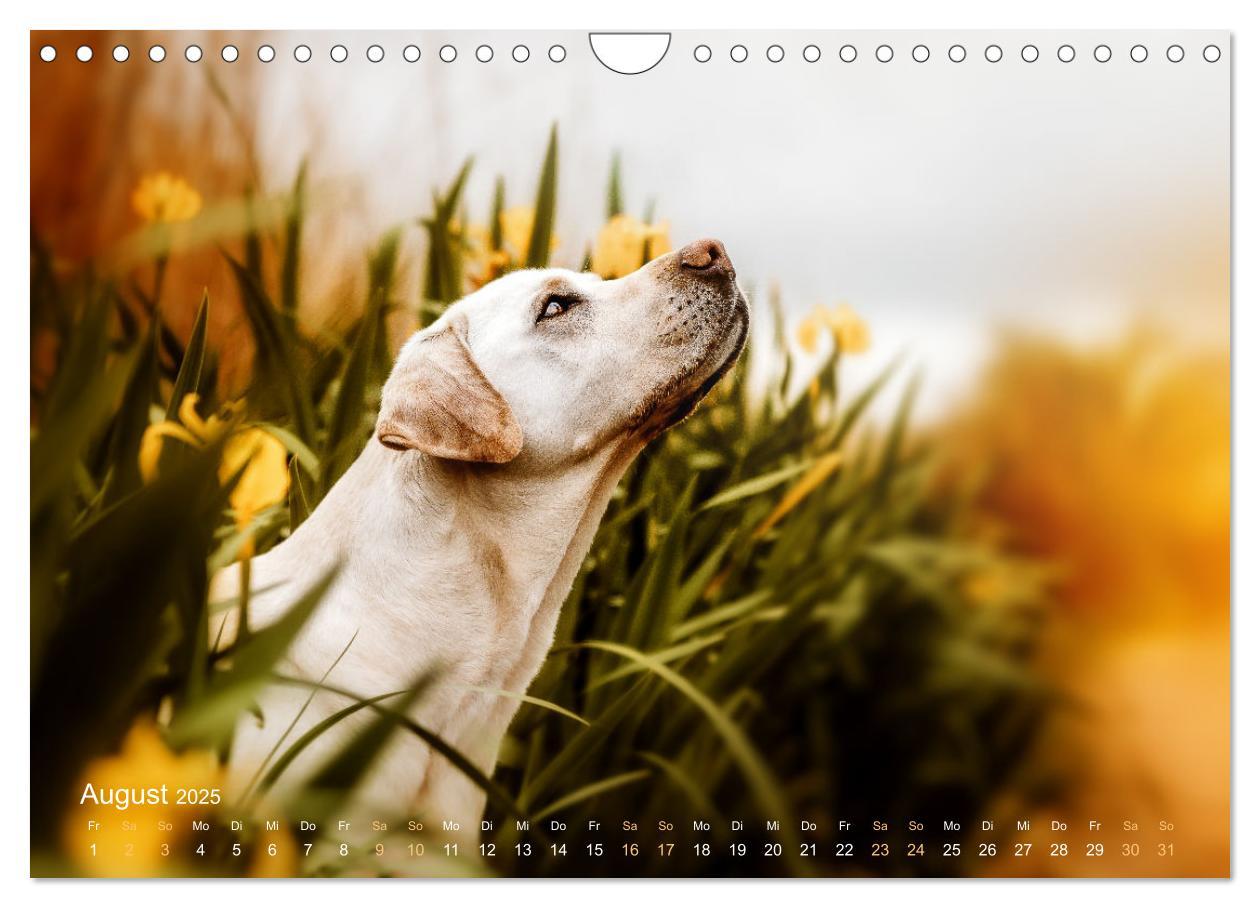 Bild: 9783435018796 | Verzauberung Labrador Retriever 2025 (Wandkalender 2025 DIN A4...