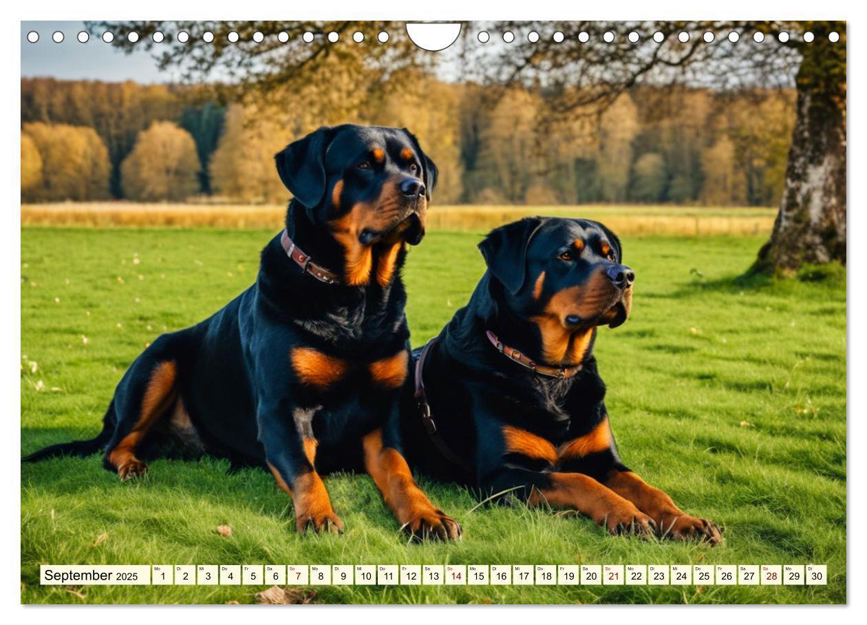 Bild: 9783457128633 | Rottweiler - die Beschützer (Wandkalender 2025 DIN A4 quer),...