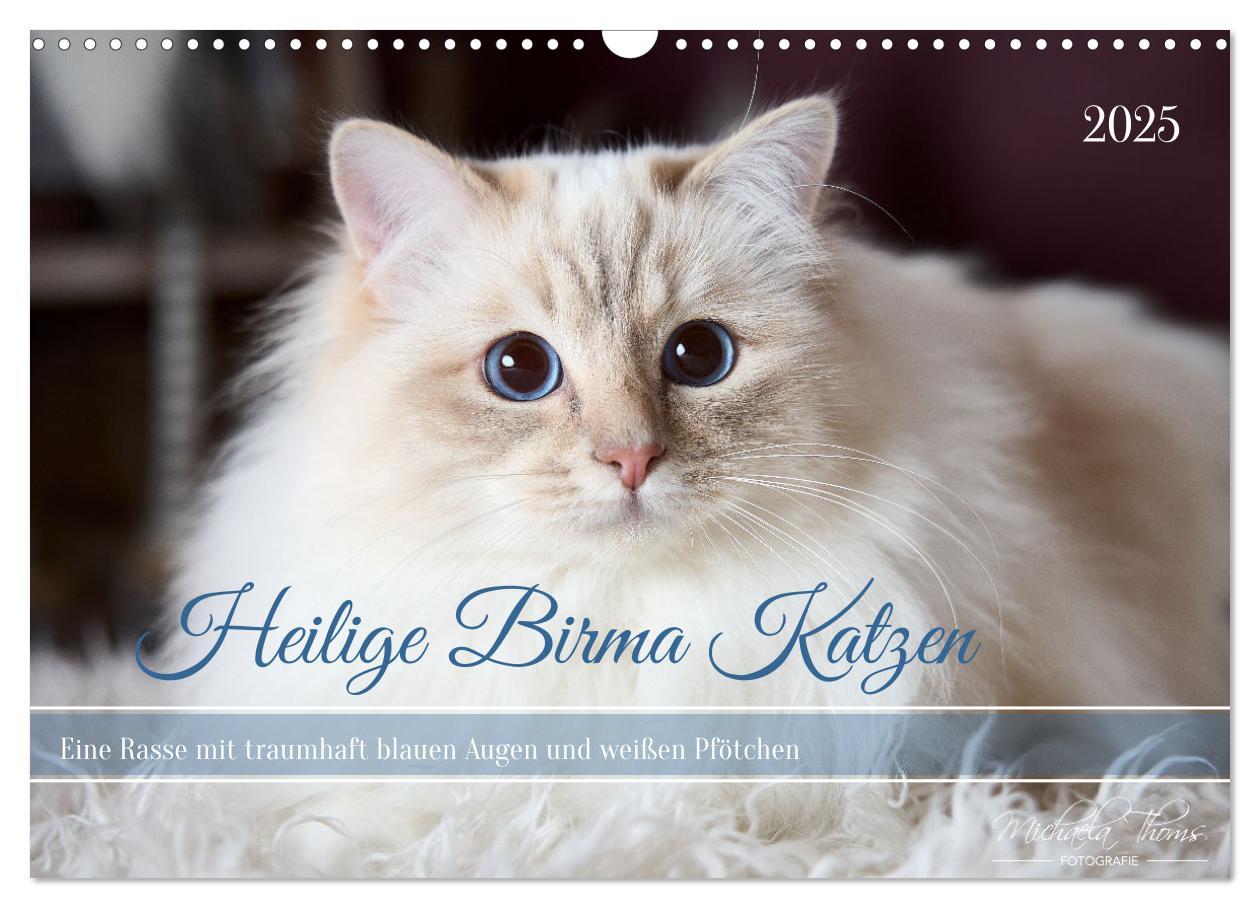 Cover: 9783435242535 | Heilige Birma Katzen mit traumhaft blauen Augen und weißen Pfötchen...