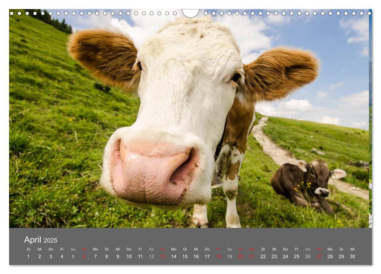 Bild: 9783435728602 | Tannheimer Tal (Wandkalender 2025 DIN A3 quer), CALVENDO...