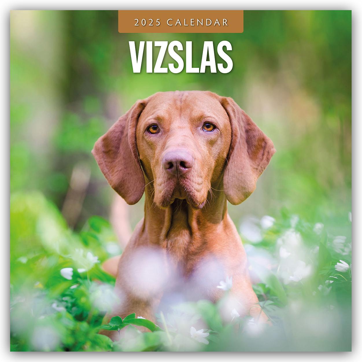 Cover: 9781804425183 | Vizslas - Magyar Vizsla - Kurzhaariger Ungarischer Vorstehhund 2025...