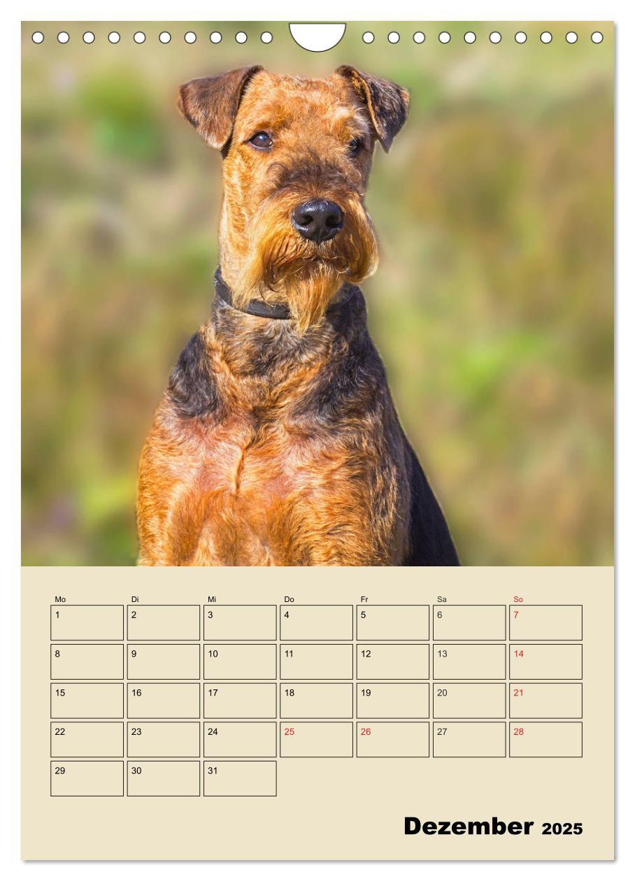 Bild: 9783435960866 | Airedale Terrier - Temperament auf 4 Pfoten (Wandkalender 2025 DIN...