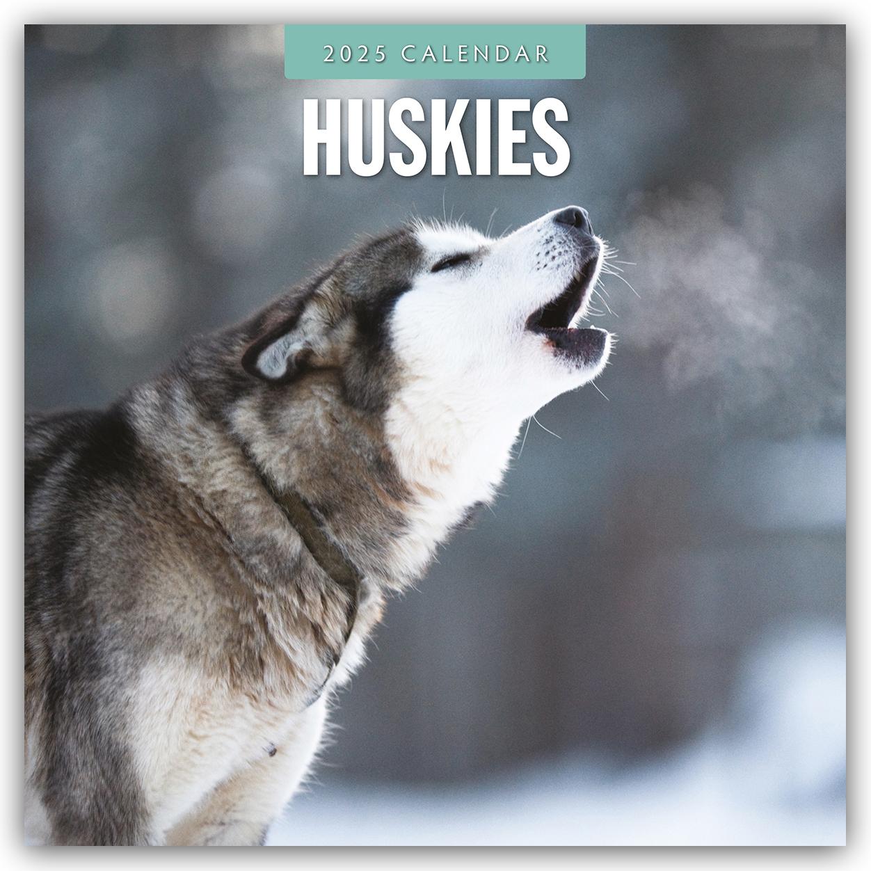 Cover: 9781804424759 | Huskies 2025 Square Wall Calendar | Red Robin | Taschenbuch | 14 S.