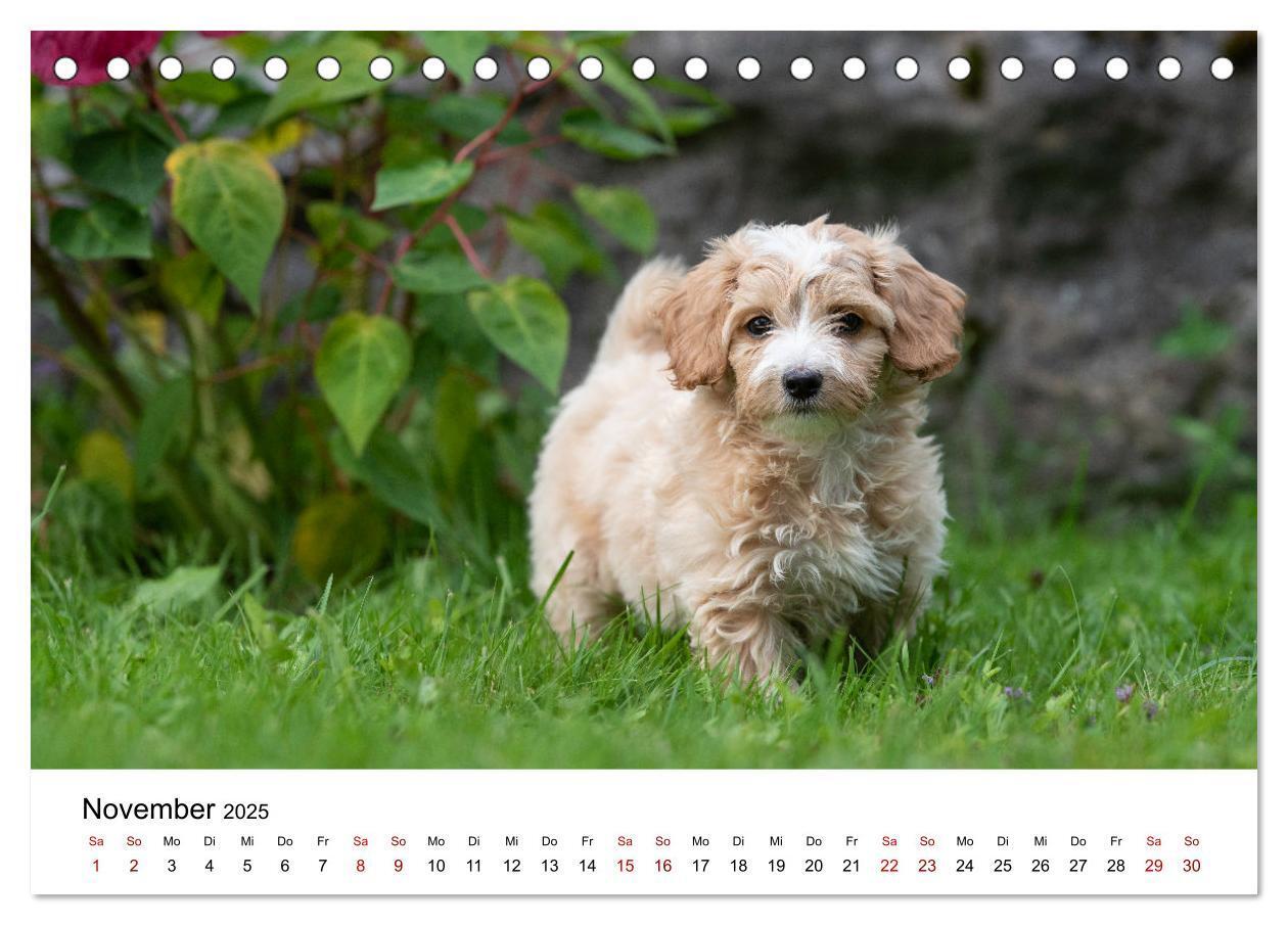 Bild: 9783435037353 | Maltipoo Welpen (Tischkalender 2025 DIN A5 quer), CALVENDO...