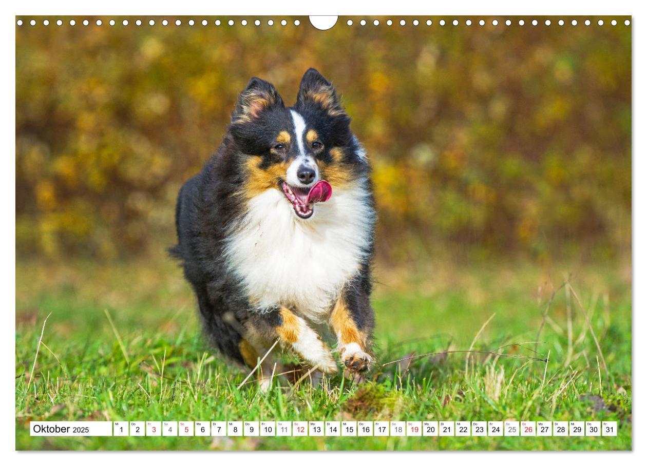 Bild: 9783435131648 | Hütehund der Shetland Inseln - Shetland Sheepdog (Wandkalender 2025...