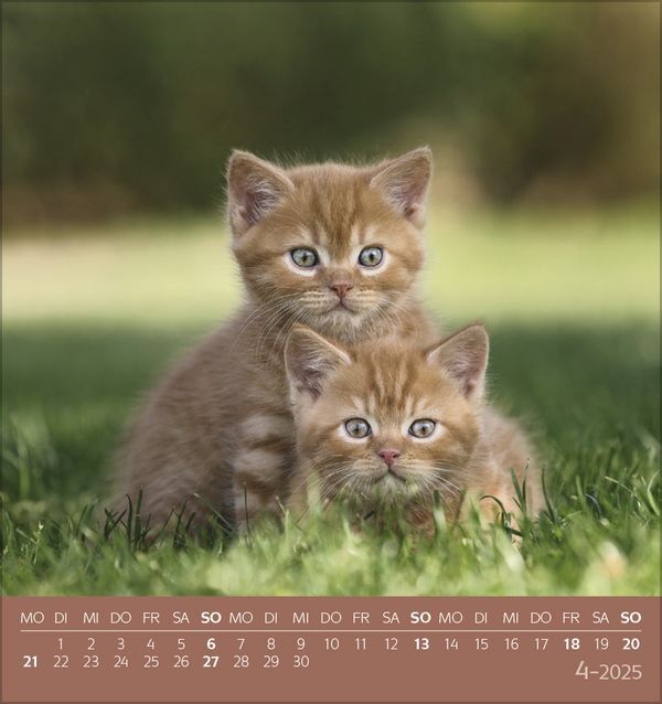 Bild: 9783731876724 | Schmusekatzen 2025 | aufstellbarer Postkartenkalender | Korsch Verlag