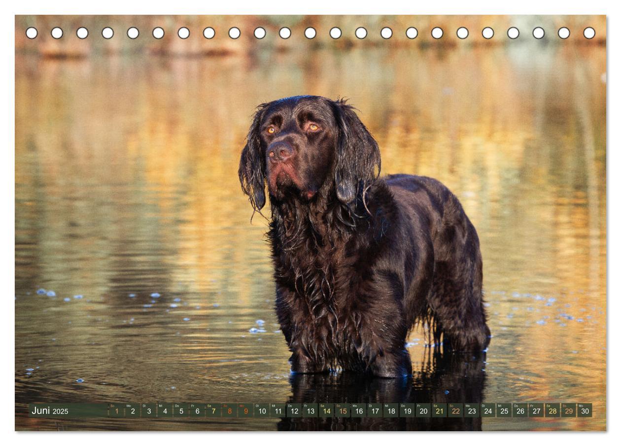 Bild: 9783383839528 | Jagdhund im Portrait - Deutsch Langhaar (Tischkalender 2025 DIN A5...