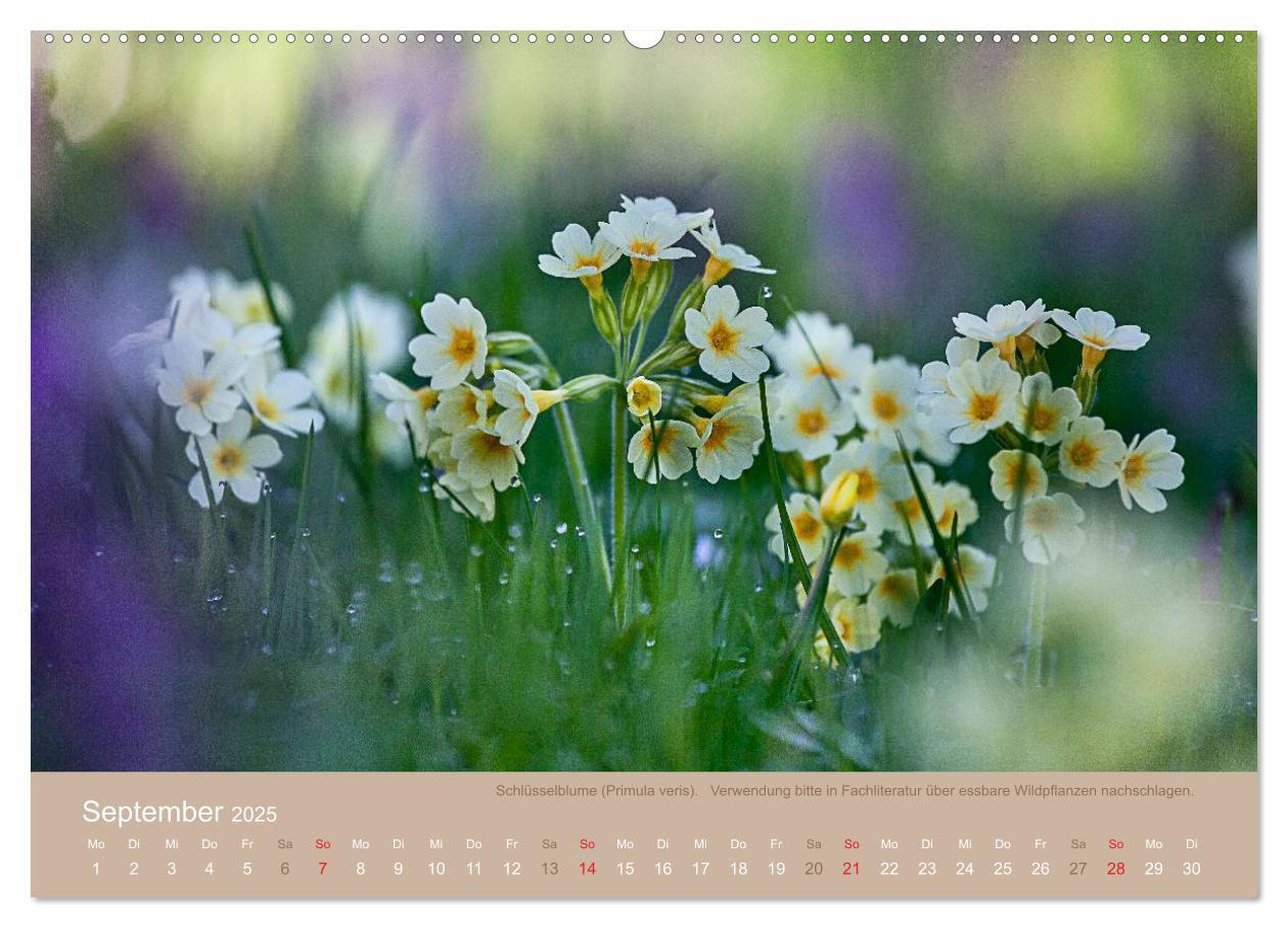 Bild: 9783435662128 | WILD, ESSBAR UND GESUND Essbare Wildpflanzen (Wandkalender 2025 DIN...