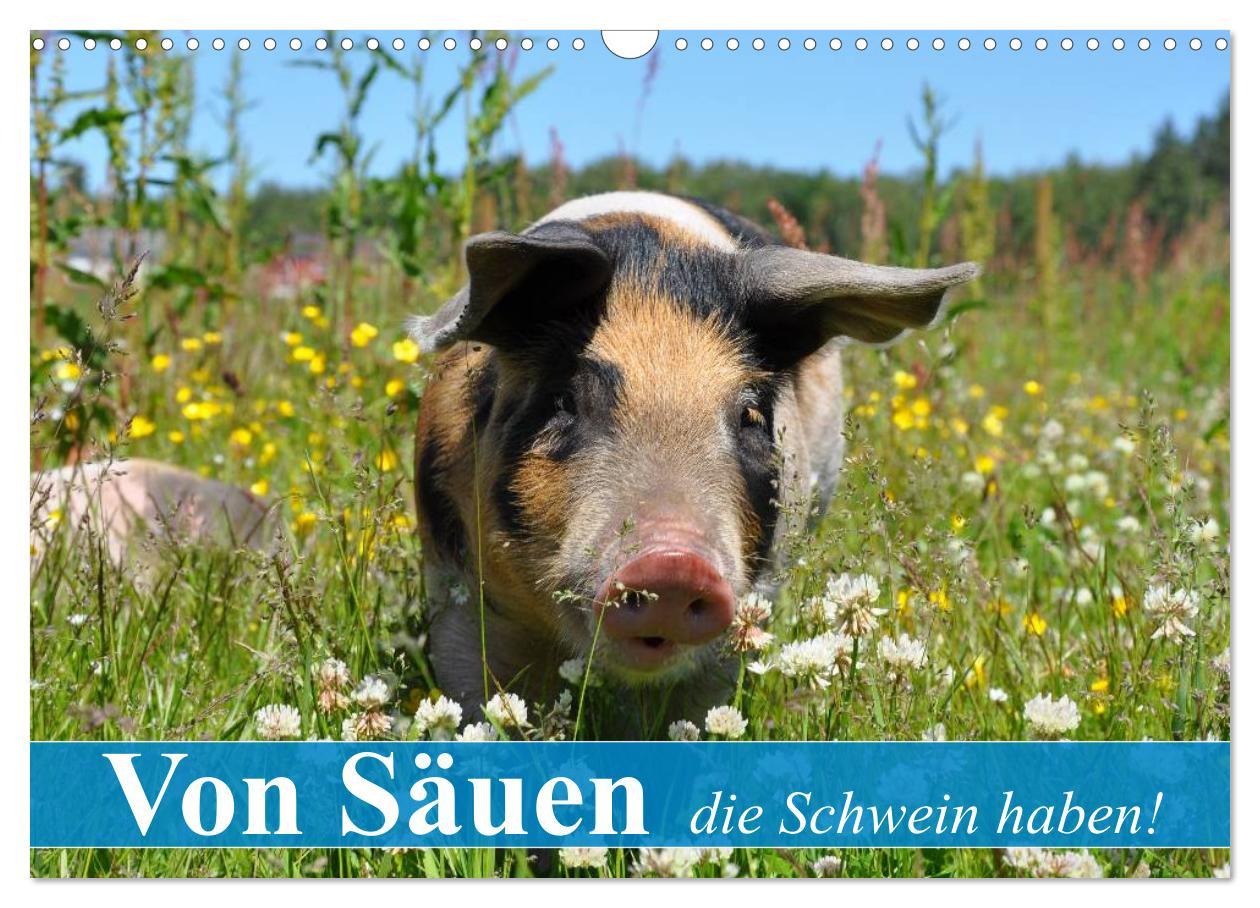 Cover: 9783435601936 | Von Säuen die Schwein haben! (Wandkalender 2025 DIN A3 quer),...