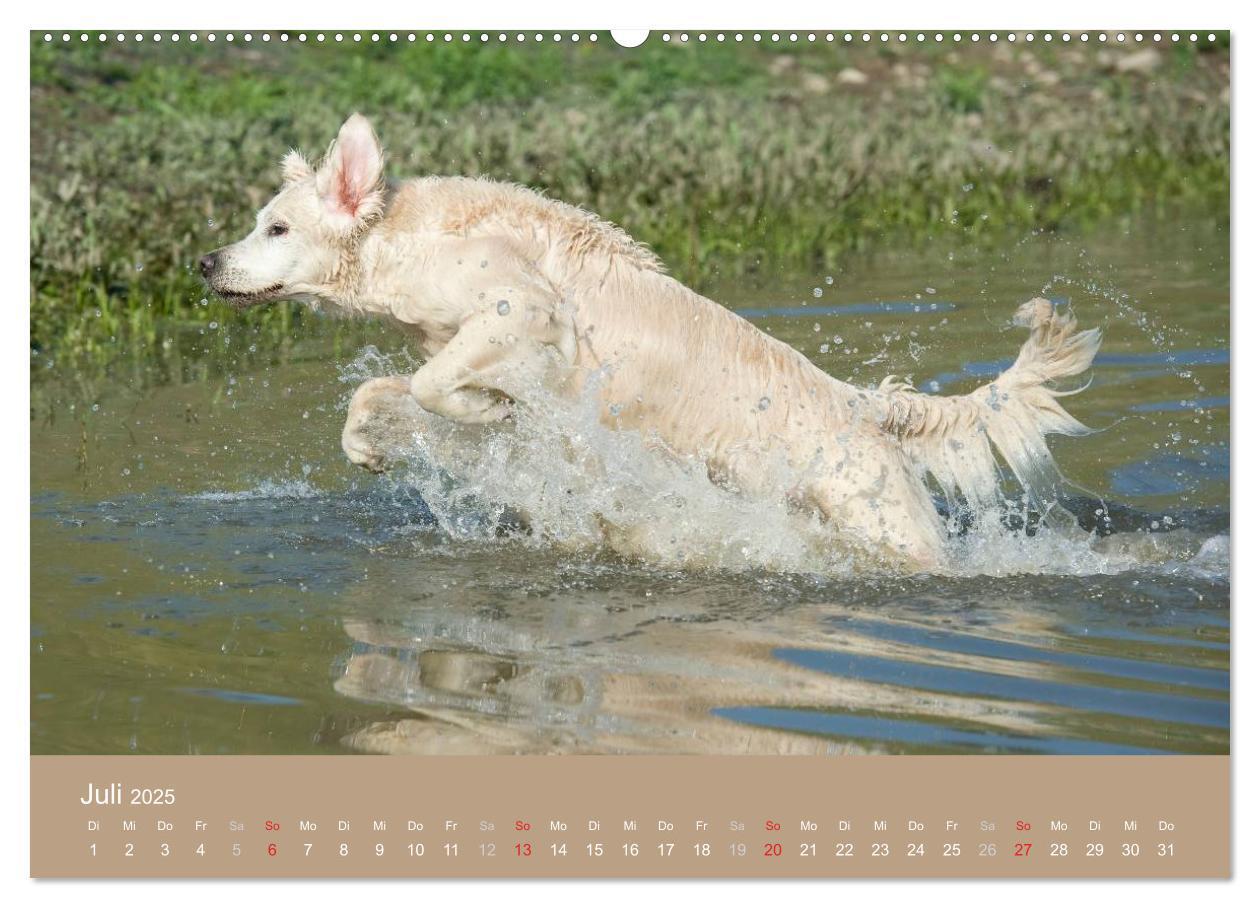 Bild: 9783435723942 | Golden Retriever (hochwertiger Premium Wandkalender 2025 DIN A2...