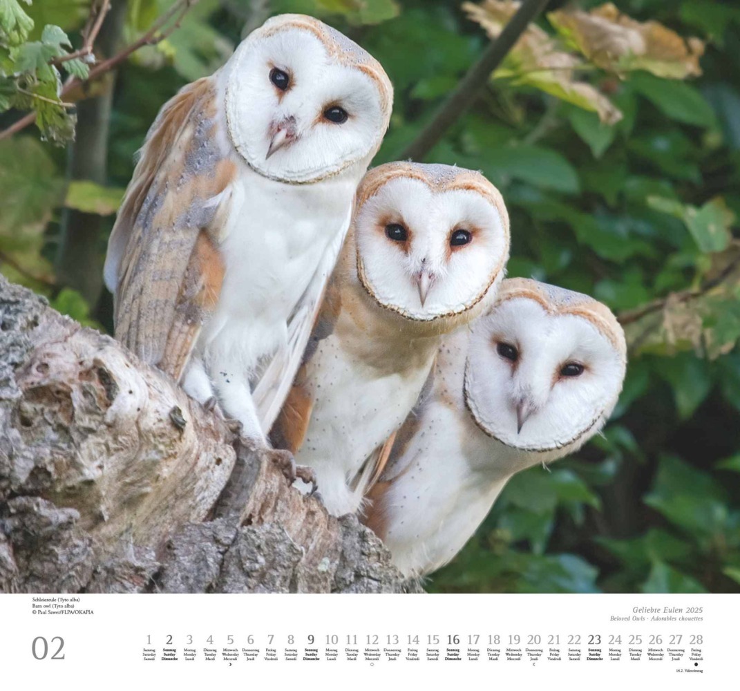 Bild: 4250809653358 | DUMONT - Geliebte Eulen 2025 Wandkalender, 38x35,5cm, Kalender mit...