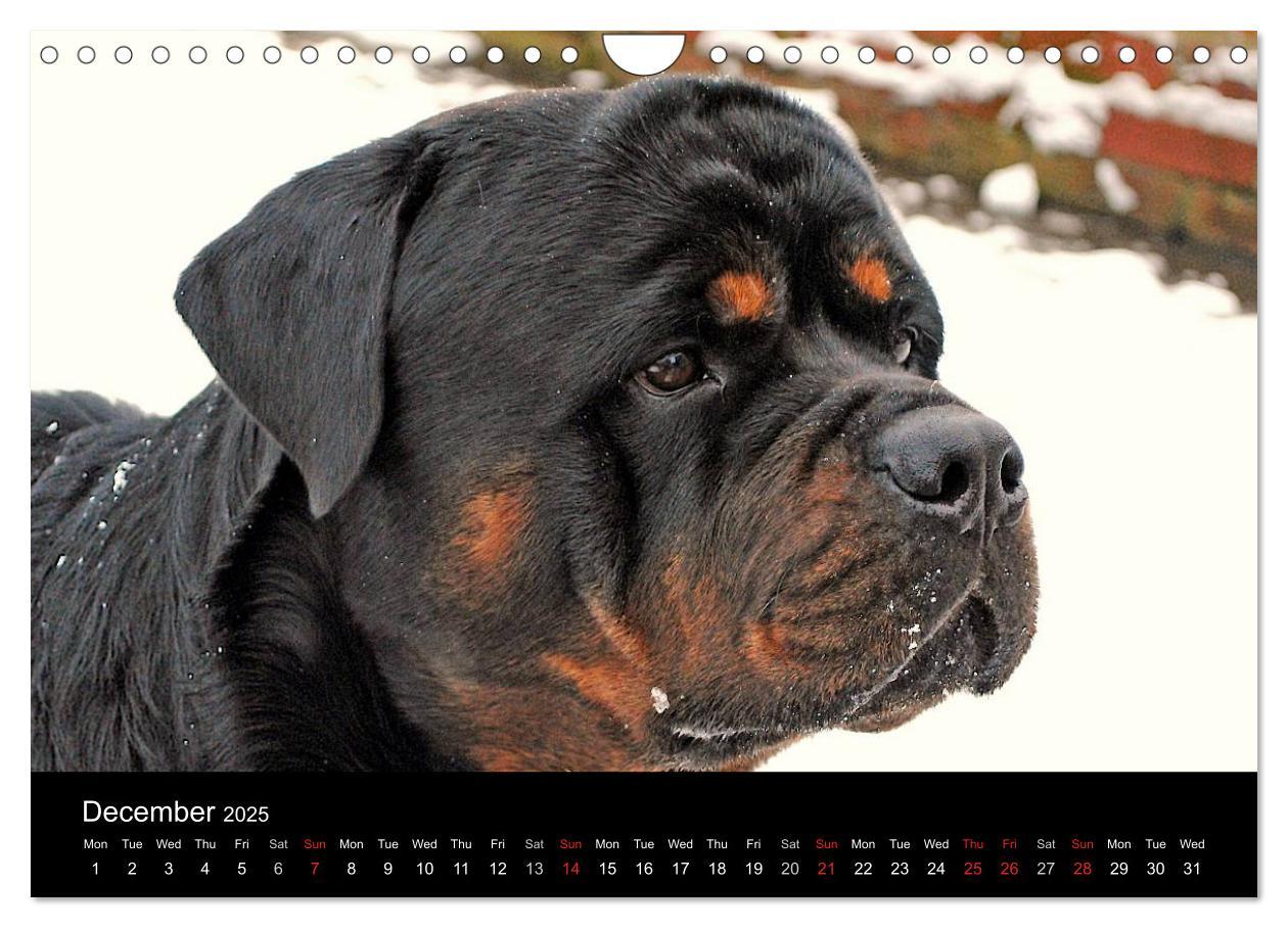 Bild: 9781325956425 | Rottweiler Portait Shots 2025 (Wall Calendar 2025 DIN A4...